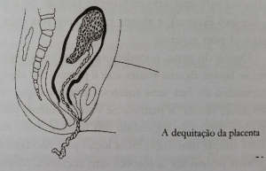 fases parto dequitação placenta